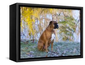 Boxer in Frost-Lynn M^ Stone-Framed Stretched Canvas