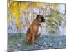 Boxer in Frost-Lynn M^ Stone-Mounted Photographic Print