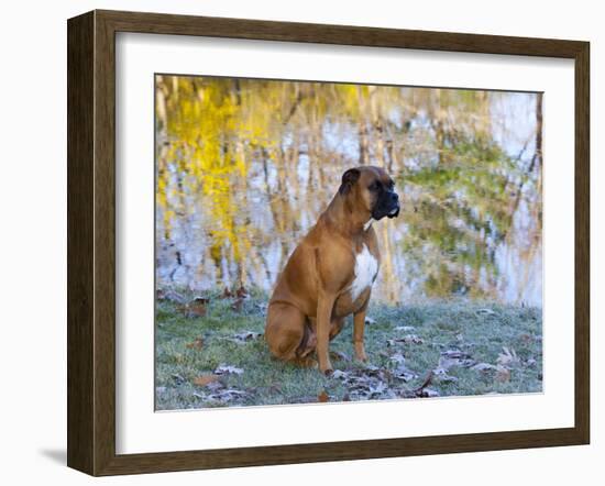 Boxer in Frost-Lynn M^ Stone-Framed Photographic Print