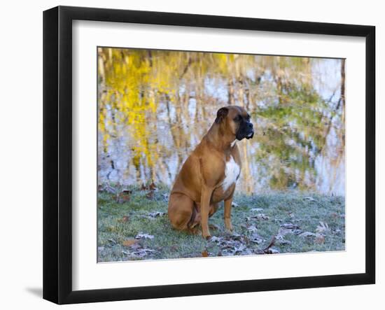 Boxer in Frost-Lynn M^ Stone-Framed Photographic Print