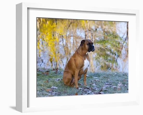 Boxer in Frost-Lynn M^ Stone-Framed Photographic Print