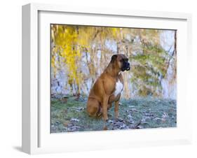 Boxer in Frost-Lynn M^ Stone-Framed Photographic Print