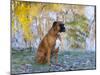 Boxer in Frost-Lynn M^ Stone-Mounted Photographic Print