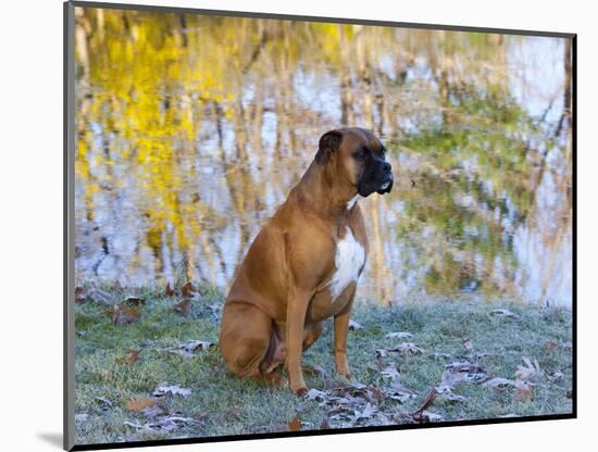 Boxer in Frost-Lynn M^ Stone-Mounted Photographic Print