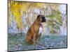 Boxer in Frost-Lynn M^ Stone-Mounted Photographic Print