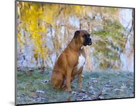 Boxer in Frost-Lynn M^ Stone-Mounted Photographic Print