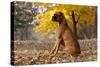 Boxer (Male, Fawn Color) with Natural Ears Sitting in Oak Leaves, Rockford, Illinois, USA-Lynn M^ Stone-Stretched Canvas