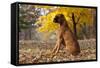 Boxer (Male, Fawn Color) with Natural Ears Sitting in Oak Leaves, Rockford, Illinois, USA-Lynn M^ Stone-Framed Stretched Canvas
