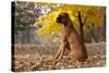 Boxer (Male, Fawn Color) with Natural Ears Sitting in Oak Leaves, Rockford, Illinois, USA-Lynn M^ Stone-Stretched Canvas