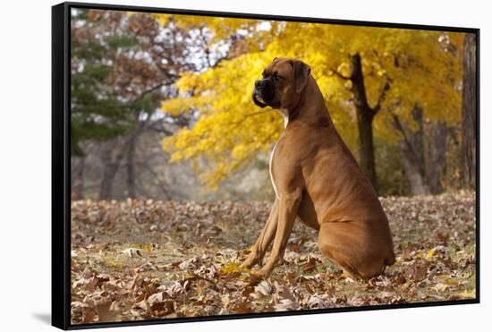 Boxer (Male, Fawn Color) with Natural Ears Sitting in Oak Leaves, Rockford, Illinois, USA-Lynn M^ Stone-Framed Stretched Canvas