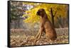 Boxer (Male, Fawn Color) with Natural Ears Sitting in Oak Leaves, Rockford, Illinois, USA-Lynn M^ Stone-Framed Stretched Canvas