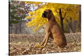 Boxer (Male, Fawn Color) with Natural Ears Sitting in Oak Leaves, Rockford, Illinois, USA-Lynn M^ Stone-Stretched Canvas