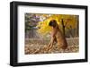 Boxer (Male, Fawn Color) with Natural Ears Sitting in Oak Leaves, Rockford, Illinois, USA-Lynn M^ Stone-Framed Premium Photographic Print