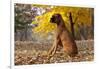 Boxer (Male, Fawn Color) with Natural Ears Sitting in Oak Leaves, Rockford, Illinois, USA-Lynn M^ Stone-Framed Photographic Print