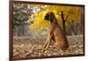 Boxer (Male, Fawn Color) with Natural Ears Sitting in Oak Leaves, Rockford, Illinois, USA-Lynn M^ Stone-Framed Photographic Print