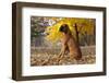 Boxer (Male, Fawn Color) with Natural Ears Sitting in Oak Leaves, Rockford, Illinois, USA-Lynn M^ Stone-Framed Photographic Print
