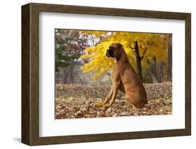 Boxer (Male, Fawn Color) with Natural Ears Sitting in Oak Leaves, Rockford, Illinois, USA-Lynn M^ Stone-Framed Photographic Print