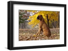 Boxer (Male, Fawn Color) with Natural Ears Sitting in Oak Leaves, Rockford, Illinois, USA-Lynn M^ Stone-Framed Photographic Print