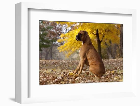 Boxer (Male, Fawn Color) with Natural Ears Sitting in Oak Leaves, Rockford, Illinois, USA-Lynn M^ Stone-Framed Photographic Print