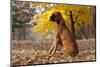 Boxer (Male, Fawn Color) with Natural Ears Sitting in Oak Leaves, Rockford, Illinois, USA-Lynn M^ Stone-Mounted Photographic Print