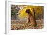 Boxer (Male, Fawn Color) with Natural Ears Sitting in Oak Leaves, Rockford, Illinois, USA-Lynn M^ Stone-Framed Photographic Print