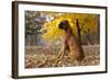 Boxer (Male, Fawn Color) with Natural Ears Sitting in Oak Leaves, Rockford, Illinois, USA-Lynn M^ Stone-Framed Photographic Print