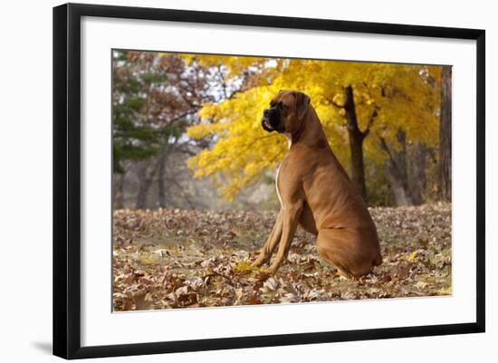 Boxer (Male, Fawn Color) with Natural Ears Sitting in Oak Leaves, Rockford, Illinois, USA-Lynn M^ Stone-Framed Photographic Print