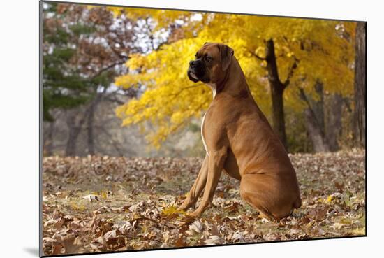 Boxer (Male, Fawn Color) with Natural Ears Sitting in Oak Leaves, Rockford, Illinois, USA-Lynn M^ Stone-Mounted Photographic Print