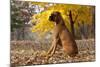 Boxer (Male, Fawn Color) with Natural Ears Sitting in Oak Leaves, Rockford, Illinois, USA-Lynn M^ Stone-Mounted Photographic Print