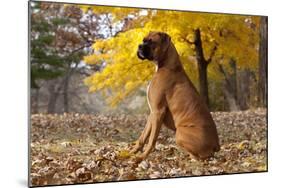 Boxer (Male, Fawn Color) with Natural Ears Sitting in Oak Leaves, Rockford, Illinois, USA-Lynn M^ Stone-Mounted Photographic Print