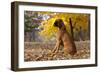 Boxer (Male, Fawn Color) with Natural Ears Sitting in Oak Leaves, Rockford, Illinois, USA-Lynn M^ Stone-Framed Photographic Print