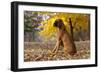 Boxer (Male, Fawn Color) with Natural Ears Sitting in Oak Leaves, Rockford, Illinois, USA-Lynn M^ Stone-Framed Photographic Print