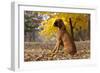 Boxer (Male, Fawn Color) with Natural Ears Sitting in Oak Leaves, Rockford, Illinois, USA-Lynn M^ Stone-Framed Photographic Print