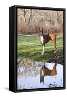 Boxer, Male, Standing in Dewy Spring Grass and Casting Reflection in Rain Pool, St. Charles, Il-Lynn M^ Stone-Framed Stretched Canvas