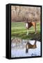 Boxer, Male, Standing in Dewy Spring Grass and Casting Reflection in Rain Pool, St. Charles, Il-Lynn M^ Stone-Framed Stretched Canvas