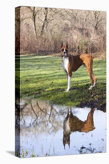 Boxer, Male, Standing in Dewy Spring Grass and Casting Reflection in Rain Pool, St. Charles, Il-Lynn M^ Stone-Stretched Canvas