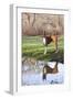 Boxer, Male, Standing in Dewy Spring Grass and Casting Reflection in Rain Pool, St. Charles, Il-Lynn M^ Stone-Framed Premium Photographic Print