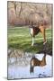 Boxer, Male, Standing in Dewy Spring Grass and Casting Reflection in Rain Pool, St. Charles, Il-Lynn M^ Stone-Mounted Premium Photographic Print