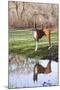 Boxer, Male, Standing in Dewy Spring Grass and Casting Reflection in Rain Pool, St. Charles, Il-Lynn M^ Stone-Mounted Premium Photographic Print