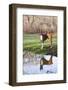 Boxer, Male, Standing in Dewy Spring Grass and Casting Reflection in Rain Pool, St. Charles, Il-Lynn M^ Stone-Framed Photographic Print