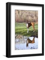 Boxer, Male, Standing in Dewy Spring Grass and Casting Reflection in Rain Pool, St. Charles, Il-Lynn M^ Stone-Framed Photographic Print
