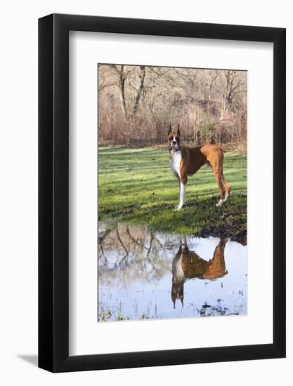 Boxer, Male, Standing in Dewy Spring Grass and Casting Reflection in Rain Pool, St. Charles, Il-Lynn M^ Stone-Framed Photographic Print