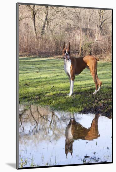 Boxer, Male, Standing in Dewy Spring Grass and Casting Reflection in Rain Pool, St. Charles, Il-Lynn M^ Stone-Mounted Photographic Print