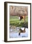 Boxer, Male, Standing in Dewy Spring Grass and Casting Reflection in Rain Pool, St. Charles, Il-Lynn M^ Stone-Framed Photographic Print