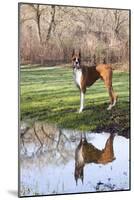 Boxer, Male, Standing in Dewy Spring Grass and Casting Reflection in Rain Pool, St. Charles, Il-Lynn M^ Stone-Mounted Photographic Print