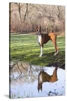 Boxer, Male, Standing in Dewy Spring Grass and Casting Reflection in Rain Pool, St. Charles, Il-Lynn M^ Stone-Stretched Canvas