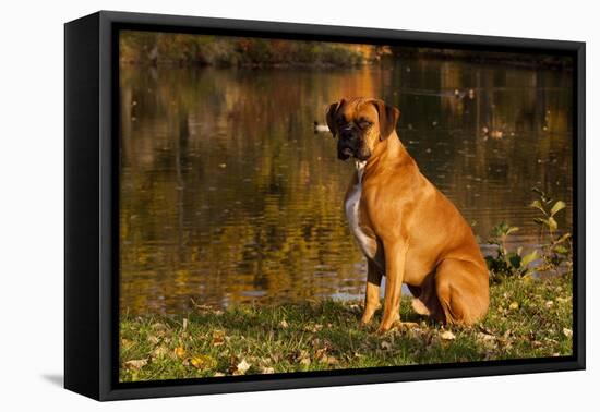 Boxer (Male-Lynn M^ Stone-Framed Stretched Canvas