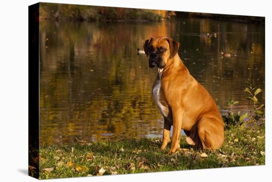 Boxer (Male-Lynn M^ Stone-Stretched Canvas