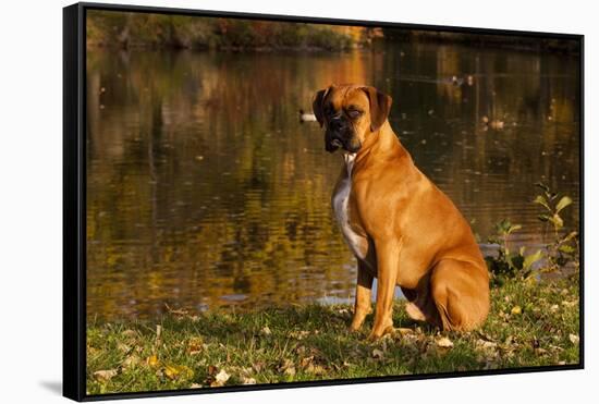 Boxer (Male-Lynn M^ Stone-Framed Stretched Canvas