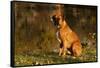 Boxer (Male-Lynn M^ Stone-Framed Stretched Canvas